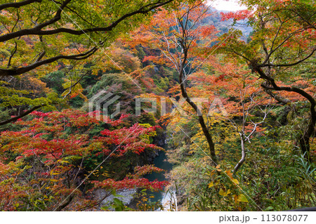 埼玉奥秩父の秋 紅葉の金蔵落としの渓流 埼玉奥秩父の秋 紅葉の金蔵落としの渓流 113078077