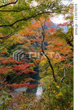 埼玉奥秩父の秋　紅葉の金蔵落としの渓流　 113078078