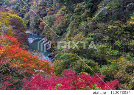 埼玉奥秩父の秋　紅葉の金蔵落としの渓流　 113078084