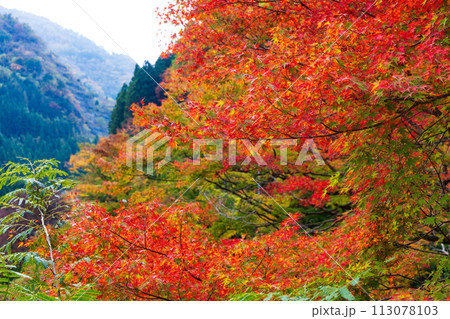 埼玉奥秩父の秋 紅葉の金蔵落としの渓流 埼玉奥秩父の秋 紅葉の金蔵落としの渓流 113078103