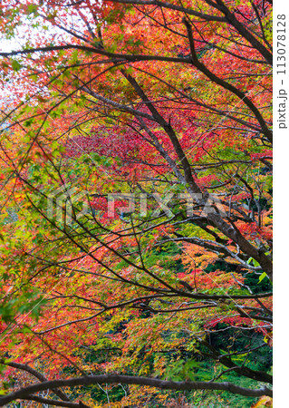 埼玉奥秩父の秋 紅葉の金蔵落としの渓流 埼玉奥秩父の秋 紅葉の金蔵落としの渓流 113078128