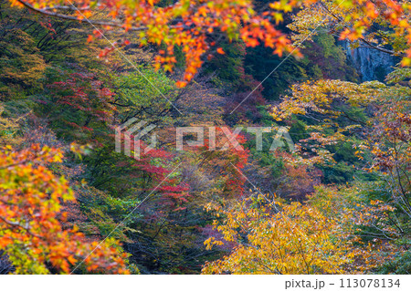 埼玉奥秩父の秋　紅葉の金蔵落としの渓流 113078134