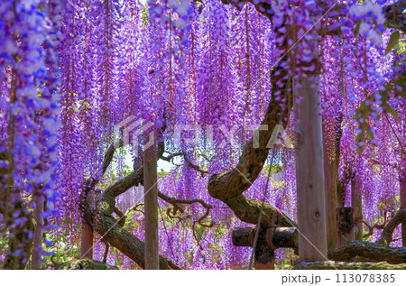 藤棚一面に咲く六尺フジ 藤棚一面に咲く六尺フジ 113078385