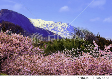 雪山と河津桜1 113078528