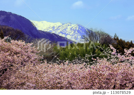 雪山と河津桜2 雪山と河津桜2 113078529