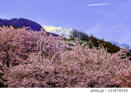 雪山と河津桜3 113078530