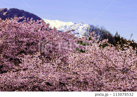 雪の上州武尊と河津桜2 雪の上州武尊と河津桜2 113078532