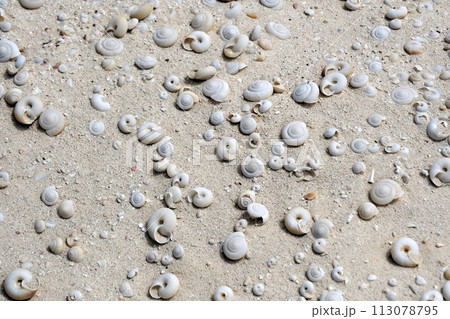 【小笠原】南島(ヒロベソカタマイマイ ) 【小笠原】南島(ヒロベソカタマイマイ ) 113078795