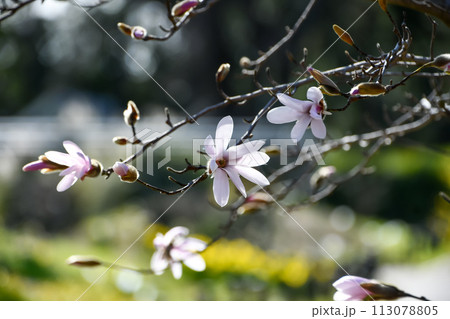 マグノリア 113078805