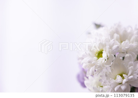 花　-仏事-菊　No.2 113079135