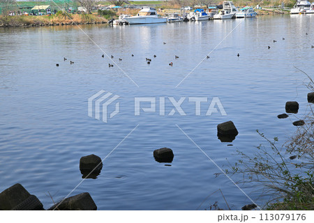 春の陽気 荒川本流 笹目橋橋下からの眺め 春の風景 春の陽気 荒川本流 笹目橋橋下からの眺め 春の風景 113079176
