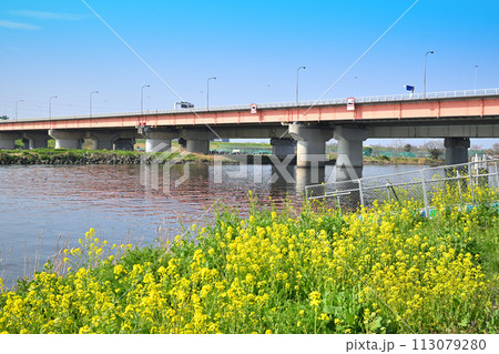 春の陽気　菜の花の咲くころ　荒川本流　春の風景 113079280