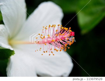 Close up of white Hibiscus flower against dark green blurred background  113079520