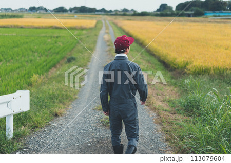 rice farming 113079604