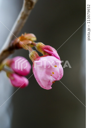 桜 河津桜 (かわづざくら) 化粧咲き前 桜 河津桜 (かわづざくら) 化粧咲き前 113079652