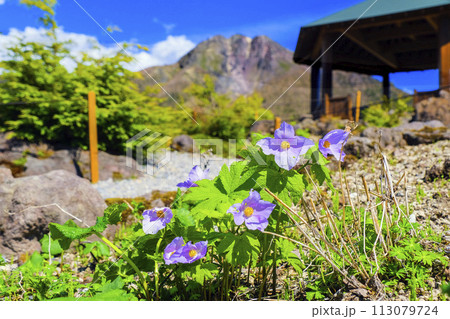 白根葵と白根山 113079724