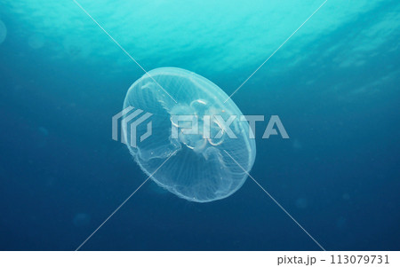 ミズクラゲ1 113079731