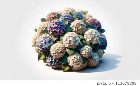 カラフルな紫陽花 113079809