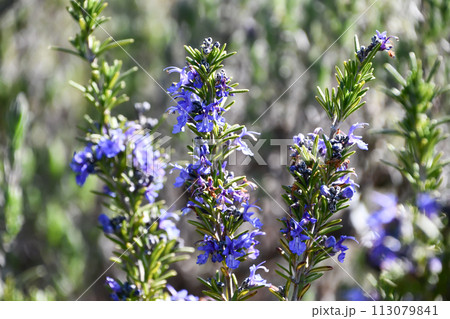 ローズマリー「モーツアルトブルー」 113079841