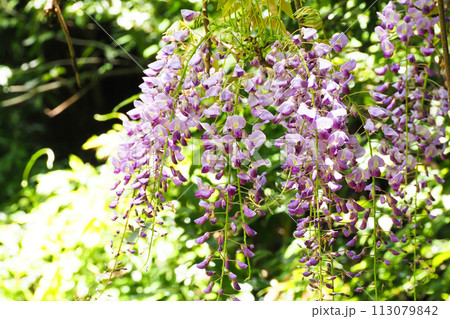 谷戸に咲く藤の花 113079842