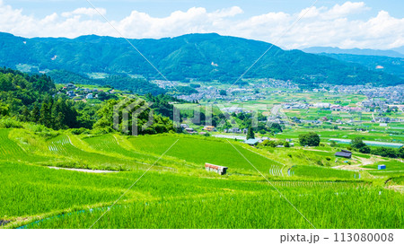 姨捨の棚田（6月） 113080008
