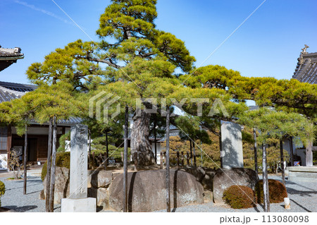 赤穂市にある浅野家菩提寺・花岳寺にある二代目大石なごりの松 113080098