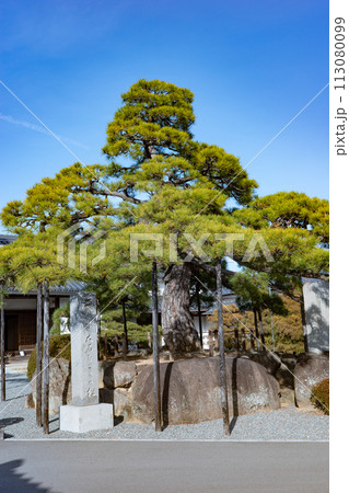 赤穂市にある浅野家菩提寺・花岳寺にある二代目大石なごりの松 赤穂市にある浅野家菩提寺・花岳寺にある二代目大石なごりの松 113080099