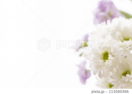 花 -仏事-菊 No.4 花 -仏事-菊 No.4 113080366