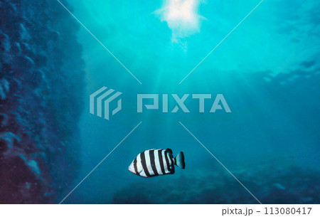 イシダイの若魚 イシダイの若魚 113080417