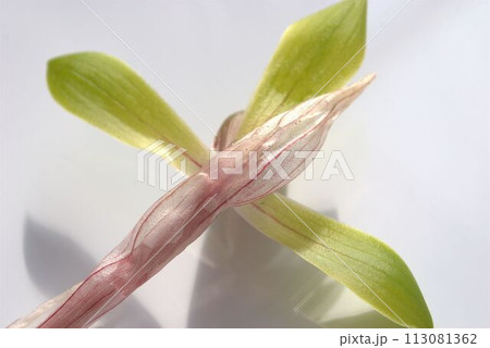 野生ラン　シュンランの花 113081362