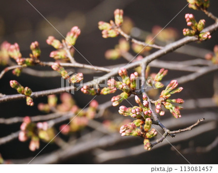桜 桜 113081457
