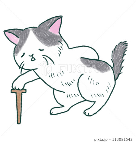 年取った猫 113081542