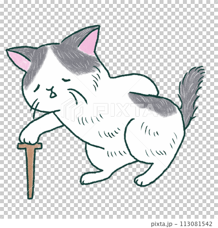 年取った猫 113081542