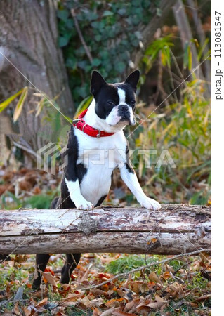 雑木林の倒木に前脚をかけて後ろ足で立ち上がったボストンテリアのマイティ君♡ 113081547