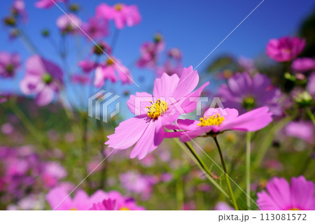 木津川市恭仁京・ローアングルで見上げる青空のコスモス 113081572