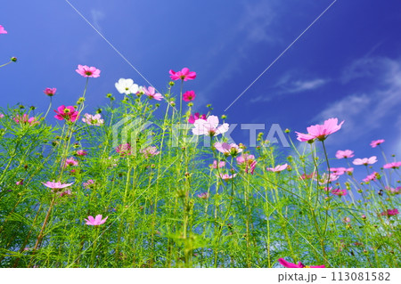 早朝の秋空・フレッシュなコスモスをローアングルで見上げる 113081582