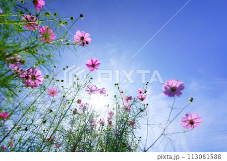 早朝の秋空・フレッシュなコスモスをローアングルで見上げる 113081588