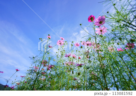 早朝の秋空・フレッシュなコスモスをローアングルで見上げる 113081592