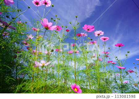 早朝の秋空・フレッシュなコスモスをローアングルで見上げる 113081598