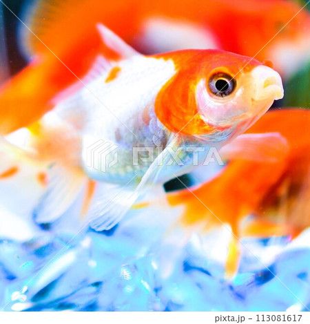 金魚　素材　背景 113081617