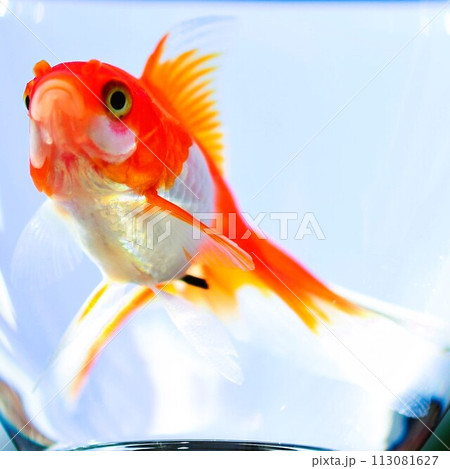 金魚　素材　背景 113081627