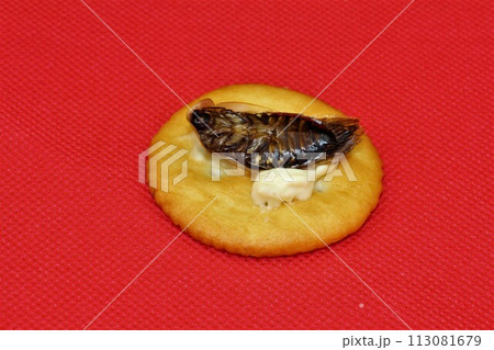 昆虫食のおやつ 昆虫食のおやつ 113081679