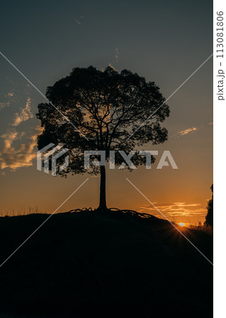 夕陽に映える木のシルエット 113081806