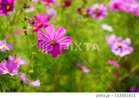 緑背景・可愛いコスモス（恭仁京） 113081811