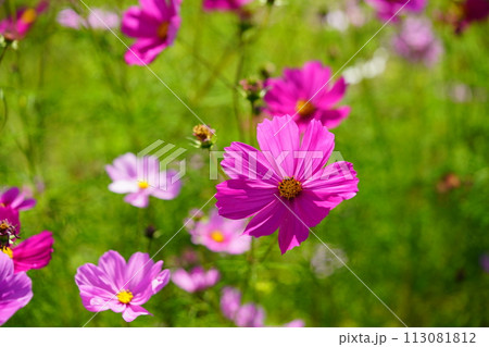 緑背景・可愛いコスモス（恭仁京） 113081812