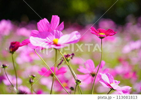 黒背景のコスモス畑（恭仁京） 113081813