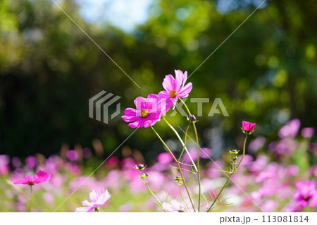 黒背景のコスモス畑(恭仁京) 黒背景のコスモス畑(恭仁京) 113081814