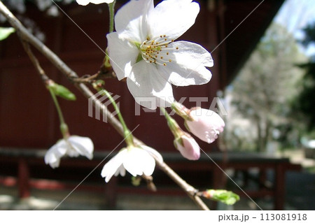 太田市歴史公園 三仏堂西側のサクラ咲く(2012.4) 桜手帖 淡いピンク色 蕾 1市3町合併後 113081918