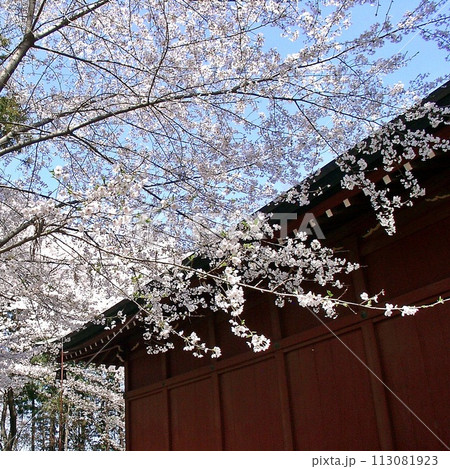 桜手帖 太田市歴史公園 三仏堂のサクラ咲く(2012.4) 淡いピンク色舞う 尾島町標 桜手帖 太田市歴史公園 三仏堂のサクラ咲く(2012.4) 淡いピンク色舞う 尾島町標 113081923