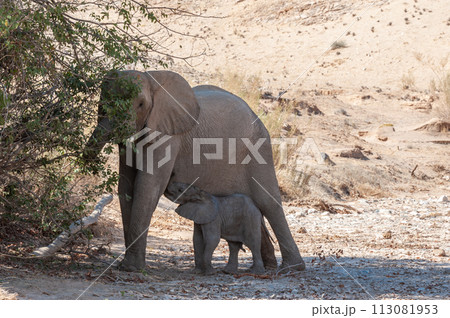 Desert elephant with its feeding calf Desert elephant with its feeding calf 113081953